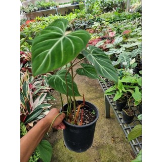 Cây trầu bà philodendron gloriosum - cây size lớn