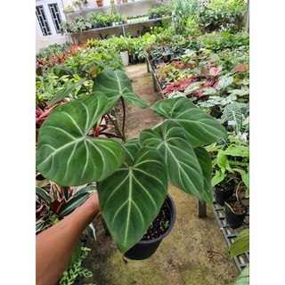 Cây trầu bà philodendron gloriosum - cây size lớn