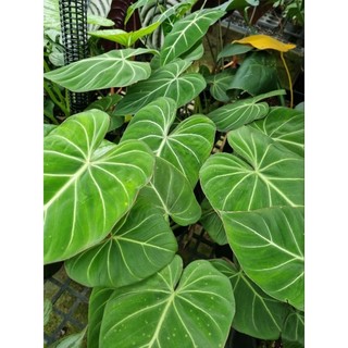 Cây trầu bà philodendron gloriosum - cây size lớn