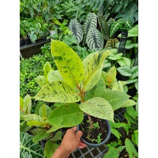 Cây đa cẩm thạch - ficus elastica shivereana