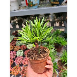 Cây tùng La Hán bonsai mini - vạn niên tùng, tùng kim cương
