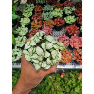 Chậu Cây cẩm nhung (cây lá may mắn)