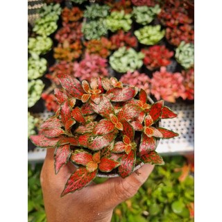 Chậu Cây cẩm nhung (cây lá may mắn)