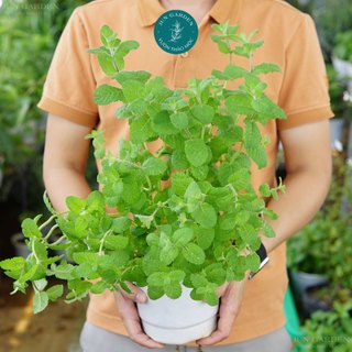 Cây Bạc Hà hương Táo JUN GARDEN Apple Mint