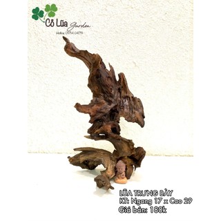 GỖ LŨA TRƯNG BÀY