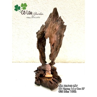 GỖ LŨA TRƯNG BÀY