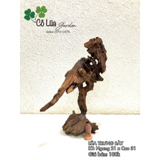 GỖ LŨA TRƯNG BÀY