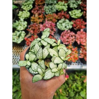 Chậu Cây cẩm nhung (cây lá may mắn)