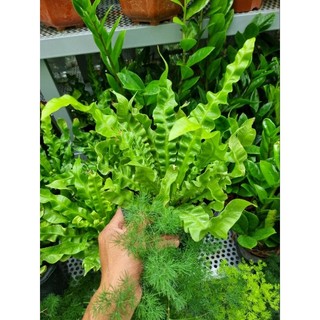Chậu cây dương xỉ tổ phụng