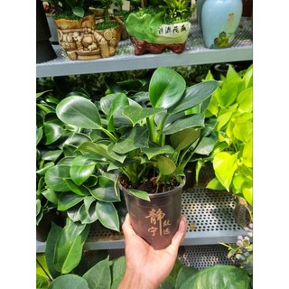 Chậu cây trầu bà đế vương xanh - cây cảnh để bàn