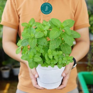 Bạc hà âu euromint jun garden