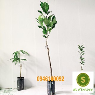 Cây Giống Mít Ruột đỏ Malaysia