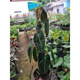 Cây trầu bà Philodendron melano - cây kiểng lá