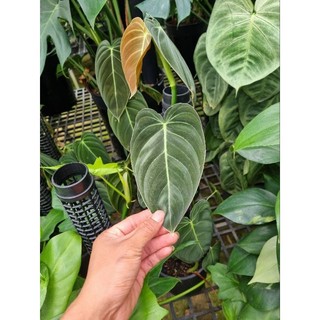 Cây trầu bà Philodendron melano - cây kiểng lá