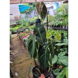 Cây trầu bà Philodendron melano - cây kiểng lá