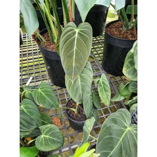 Cây trầu bà Philodendron melano - cây kiểng lá