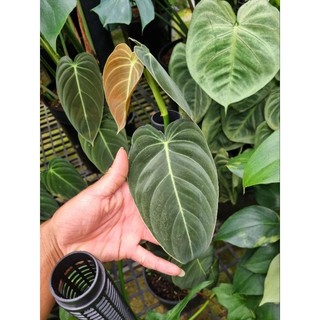 Cây trầu bà Philodendron melano - cây kiểng lá