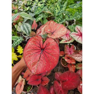 Cây môn đỏ - caladium