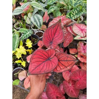 Cây môn đỏ - caladium