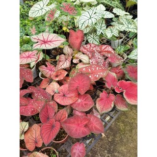 Cây môn đỏ - caladium