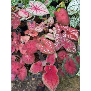 Cây môn đỏ - caladium