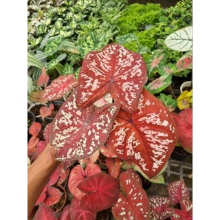 Cây môn đỏ - caladium