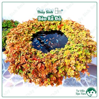 Bèo rễ đỏ, bèo thủy sinh, bèo lọc nước | 8m2