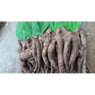 Củ Gai Tươi Dưỡng Thai, An Thai ( 1 Ký) [ HÀNG SHOP CÓ SẴN]
