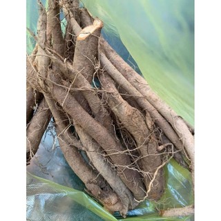 Củ Gai Tươi Dưỡng Thai, An Thai ( 1 Ký) [ HÀNG SHOP CÓ SẴN]