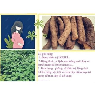 Củ Gai Tươi Dưỡng Thai, An Thai ( 1 Ký) [ HÀNG SHOP CÓ SẴN]