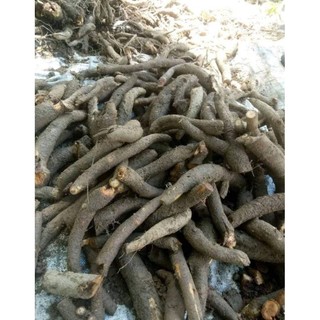 Củ Gai Tươi Dưỡng Thai, An Thai ( 1 Ký) [ HÀNG SHOP CÓ SẴN]