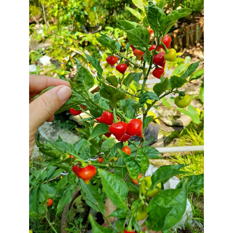 Hạt giống Ớt trái tim (15 hạt)