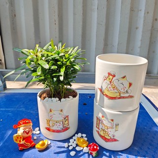 Tùng la hán mini de bàn cực xinh