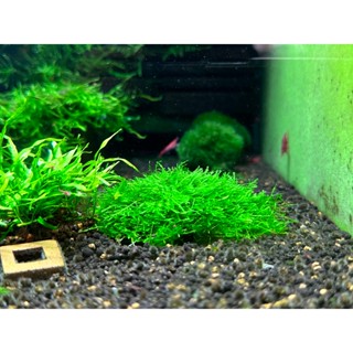 Cầu Rêu Minispinky Trang Trí Hồ Tép Cảnh - Tép Màu Quận 3