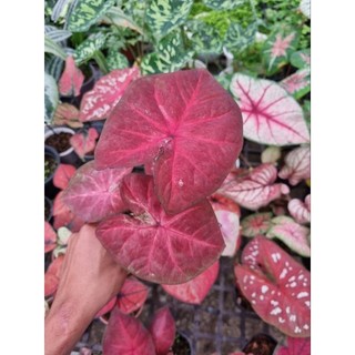 Cây môn đỏ - caladium