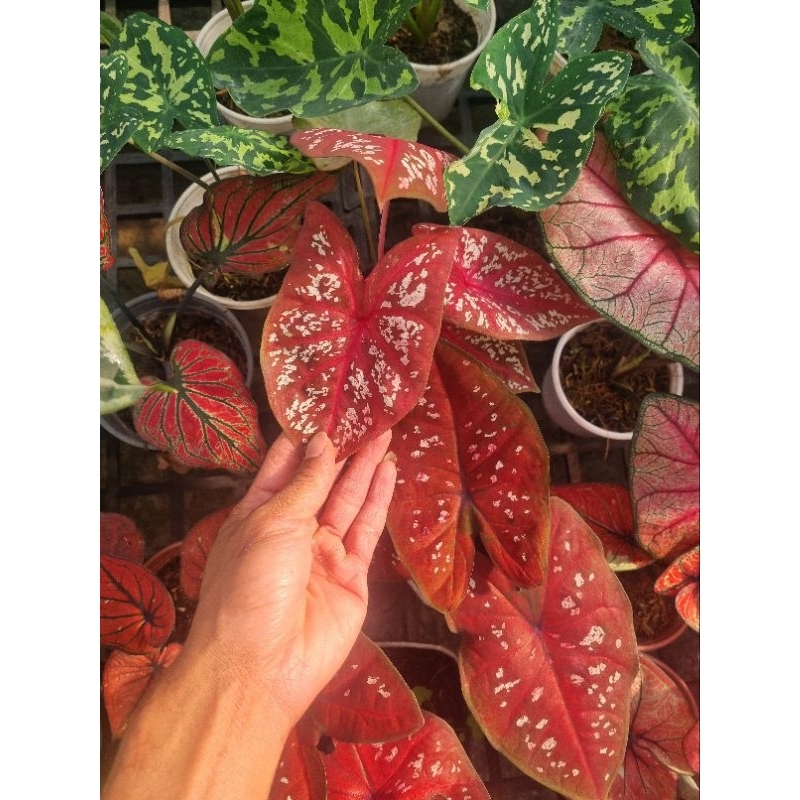 Cây môn đỏ - caladium