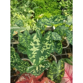 Chậu cây môn áo lính - caladium Danasty