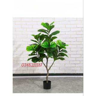 Cây giả -  Cây bàng Singapore giả cảnh cao 1m -1,2 met Lá dày đẹp kèm chậu trang trí nội thất siêu yêu