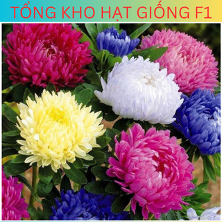 Hạt giống hoa cúc magic, hoa cúc mix nhiều màu