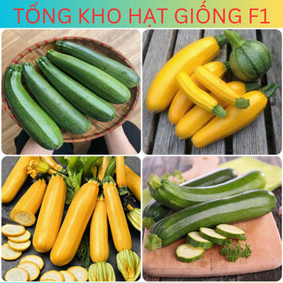 Hạt giống bí ngòi, bí ngồi cao sản F1