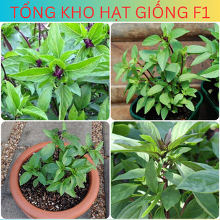 Hạt giống rau húng quế, rau húng chó