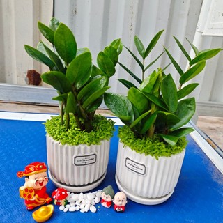 Cây kim tiền - cây kim tiền mini trồng chậu cỏ Cao 20cm