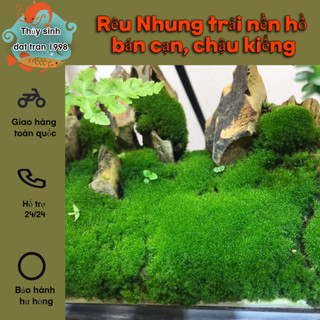 Rêu Nhung trải nền hồ bán cạn, chậu kiểng, tiểu cảnh hòn non bộ