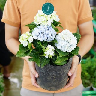 Cẩm Tú Cầu JUN GARDEN Cây Đang Hoa Hoặc Xoáy Nụ
