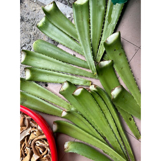 Dầu gội thảo mộc Cung Đình chai 1lit