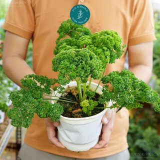 Cây Ngò Tây Parsley JUN GARDEN Dùng Trang Trí, Gia Vị Món Ăn Âu