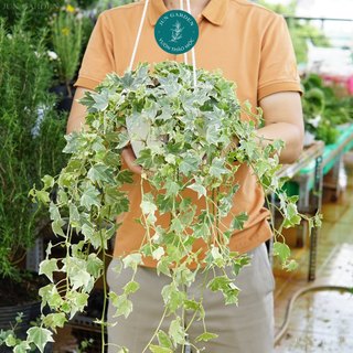 Cây Thường Xuân Cẩm Thạch Lá Bạc JUN GARDEN Chậu Treo