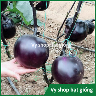 Hạt giống cà bát quả to nguyên gói 100 hạt nội địa Trung