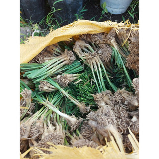 gốc hẹ ăn lá