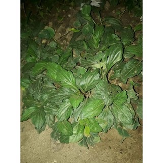 Cây giống thuốc nam chữa đau dạ dày , viêm loét dạ dày